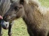 Pferd Raleo von Kuhl (Dt.Part-bred Shetland Pony, 2018, von Rio Blue von Uda)