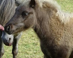 horse Raleo von Kuhl (Dt.Part-bred Shetland pony, 2018, from Rio Blue von Uda)