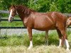 broodmare Doreen (German Riding Pony, 1996, from Derbino)