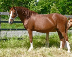 broodmare Doreen (German Riding Pony, 1996, from Derbino)