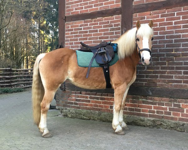 Pferd Silla (Haflinger, 2008)
