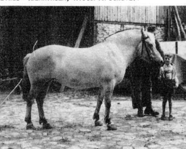 broodmare Bitten F(HE)S 114 (Fjord Horse,  , from Vangen D.142)