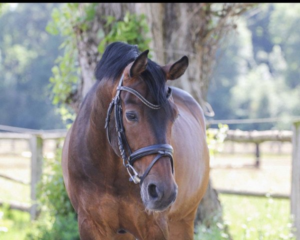 jumper Blue Moon (German Riding Pony, 2005, from Beautyful Stallion)