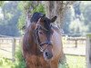 jumper Blue Moon (German Riding Pony, 2005, from Beautyful Stallion)