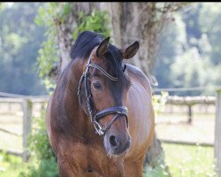 Springpferd Blue Moon (Deutsches Reitpony, 2005, von Beautyful Stallion)