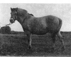 horse Sonja D.2562 (Fjord Horse,  , from Thybo Jarl D 169)