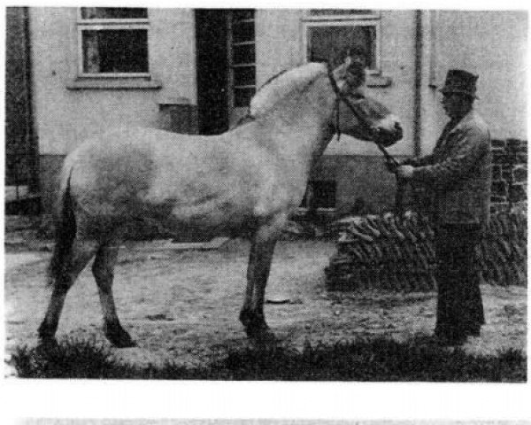 Pferd Christel (Fjordpferd,  , von Nordman Vust D 85)