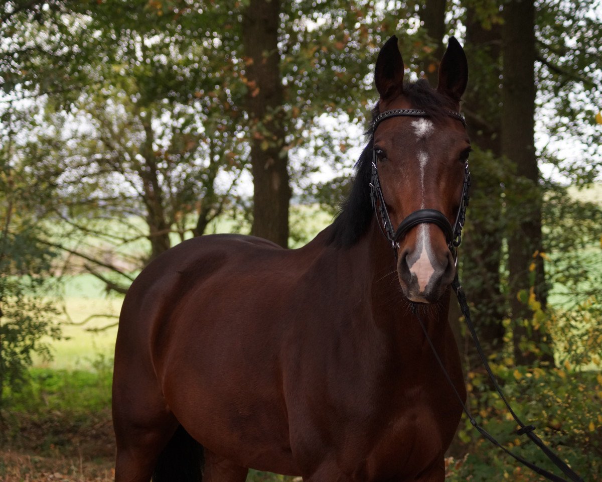 broodmare Sunshine 625 (Hanoverian, 2008, from Swarovski)