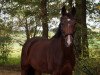 broodmare Sunshine 625 (Hanoverian, 2008, from Swarovski)