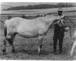 Pferd Randi (Fjordpferd, 1947, von Knægt FJH 53)