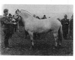 broodmare Lerche (Fjord Horse,  , from Leikar F 46)