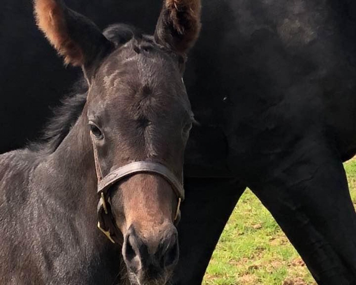 horse Hengst von Dubawi xx (Thoroughbred, 2018, from Dubawi xx)