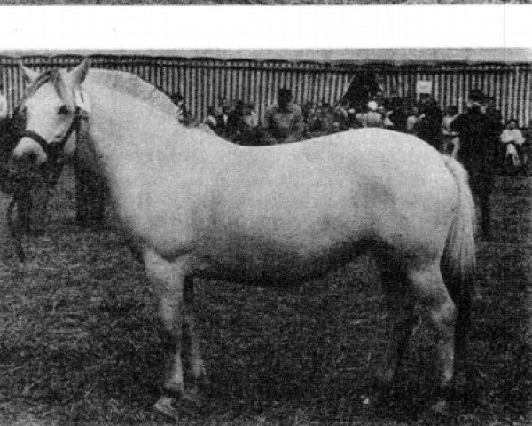 horse Stella (Fjord Horse,  , from Røeds Nupar)