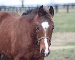 horse Hengst von Curlin xx (Thoroughbred, 2018, from Curlin xx)