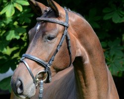 Zuchtstute Königsprimel (Trakehner, 2010, von Kasimir TSF)