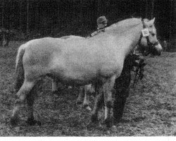 horse Smut (Fjord Horse,  , from Slåbakke DN 66)