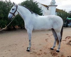 dressage horse Infusa (Lusitano, 2013, from Vento)