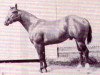 Deckhengst Sunup's Wimpy (Quarter Horse, 1963, von George Paul)