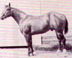 stallion Sunup's Wimpy (Quarter Horse, 1963, from George Paul)