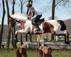 stallion Romario (polish noble half-breed, 1998, from Cannizzaro)