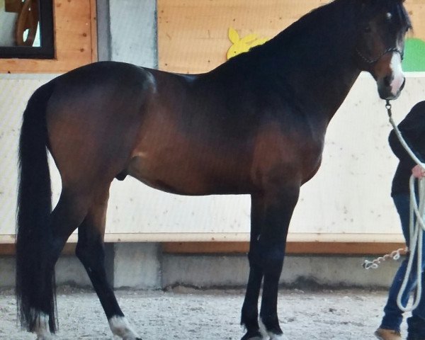 stallion Landorino R (Oldenburg, 2003, from Landor S)