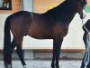 stallion Landorino R (Oldenburg, 2003, from Landor S)