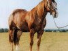 stallion Ima Doc O'Lena (Appaloosa, 1979, from Doc OLena)