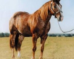 stallion Ima Doc O'Lena (Appaloosa, 1979, from Doc OLena)