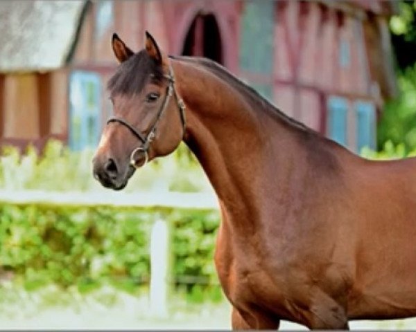 stallion Quiran (Holsteiner, 2009, from Quirado)