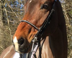 dressage horse Alessia VIII CH (Swiss Warmblood, 2008, from Alassio's Boy)