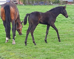 dressage horse Raya (Hanoverian, 2021, from Rock Springs)