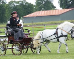 Zuchtstute Dorle von der Haner Au (Shetland Pony, 2001, von Olly)