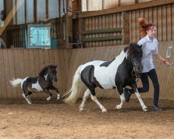 Zuchtstute Holsteins Lolita (Shetland Pony, 1996, von Bojar)