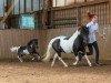 Zuchtstute Holsteins Lolita (Shetland Pony, 1996, von Bojar)