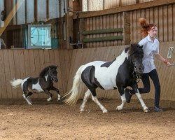 broodmare Holsteins Lolita (Shetland Pony, 1996, from Bojar)