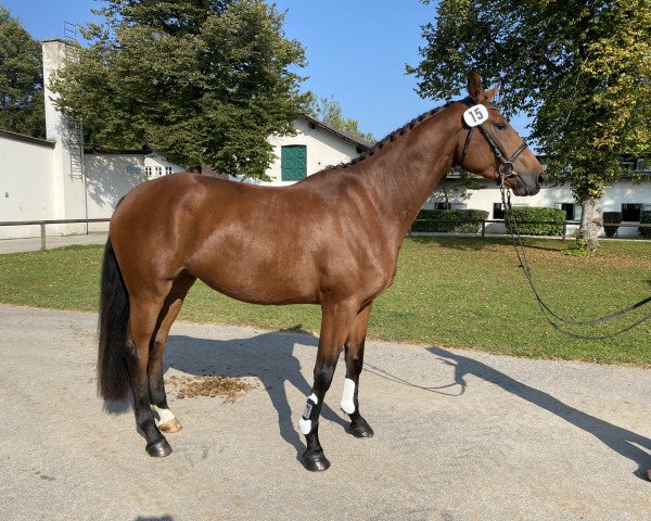 broodmare Bakshi Banu Begum H (German Sport Horse, 2017, from Vulkano 10)