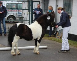 stallion Flamingo (Shetland Pony, 2004, from Frechdachs)