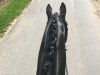 dressage horse Fadeau (Trakehner, 2003, from Hertug)