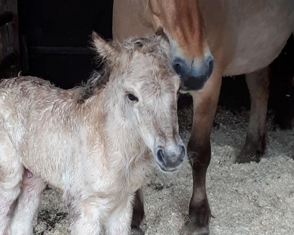 Springpferd Cedrik (Fjordpferd, 2021, von Caron vom Eekbarg)