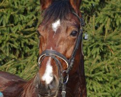 dressage horse Quintinah (Westphalian, 2008, from Quaterback)