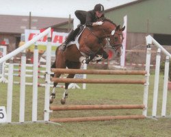 stallion Night-Cup (German Riding Pony, 1993, from Night-Fire)