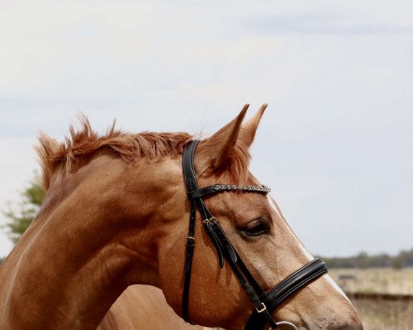 dressage horse Diamiro 6 (Hanoverian, 2012, from Destano)