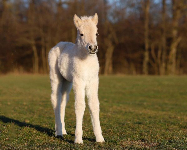 horse Firlefanz (Fjord Horse, 2021, from Fjelltor N.2527)