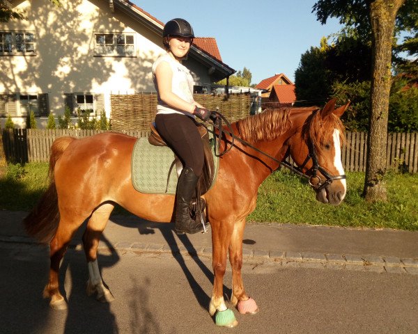 dressage horse Basia (polish noble half-breed, 2013)