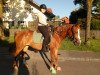 dressage horse Basia (polish noble half-breed, 2013)