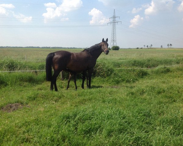 broodmare Ole-Ola (Holsteiner, 1999, from Liatos)