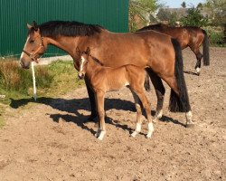 broodmare V-Cuja (Holsteiner, 2005, from Quantum)