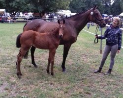 broodmare Inanna xx (Thoroughbred, 2007, from Ransom O'War xx)