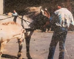 stallion Ginger (Fjord Horse, 1974, from Granit)