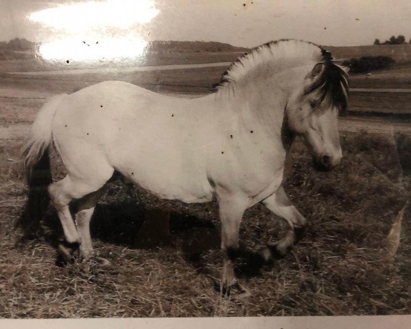 stallion Torstein (Fjord Horse, 1970, from Tage)